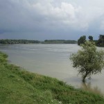 Dalj - The Danube in Dalj (Vukmanić 2011)