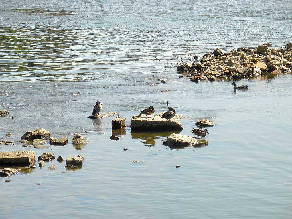 Osijek - Remains of the Hadrians bridge (Vukmanić 2011)