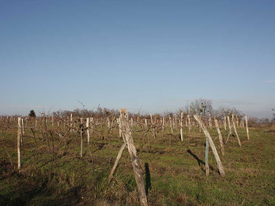 Zmajevac (Várhegy) - Late Roman site Ad Novas (Vukmanić 2009)